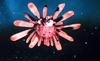 Sea Urchin (Heterocentrotus mammilatus)