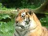 tiger at whipsnade