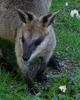 black footed rock wallaby