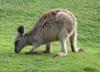 young grey kangaroo