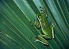 American Green Treefrog (Hyla cinerea)