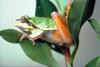 Pine Barrens Treefrog (Hyla andersonii)