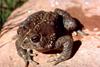 Woodhouse's Toad (Bufo woodhousii)