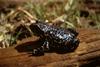 Black Toad (Bufo exsul)