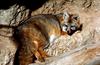 New Mexico, Gray Fox (Urocyon cinereoargenteus)