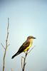 Western Kingbird (Tyrannus verticalis)