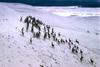 Mule Deer herd on snowhill (Odocoileus hemionus)