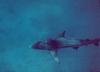 Blacktip Shark (Carcharhinus limbatus)