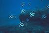 Bannerfish/Featherfin Bullfish (Heniochus acuminatus)