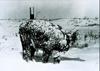 Domesticated Cattle in snow (Bos taurus)