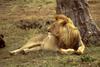 African Lion male (Panthera leo)