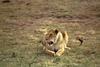 African Lion, lioness (Panthera leo)