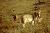 African Lion with cubs (Panthera leo)