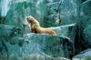 Steller Sea Lion (Eumetopias jubatus)