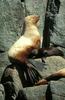 Steller Sea Lion with pub (Eumetopias jubatus)