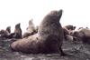 Steller Sea Lion group (Eumetopias jubatus)