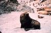 Southern Fur Seal (Arctocephalus sp.)