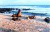 Gal??pagos Sea Lion group (Zalophus californianus wollebaeki)