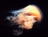 Arctic Lion's Mane Jellyfish (Cyanea capillata)