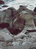 Northern Fur Seal (Callorhinus ursinus)