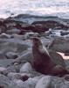 Northern Fur Seal (Callorhinus ursinus)