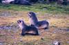 Southern Fur Seal pups (Arctocephalus sp.)