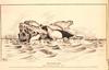 Harp Seal illust (Phoca groenlandica)