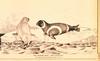 Ribbon Seal illust (Phoca fasciata)
