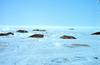 Weddell Seal group (Leptonychotes weddellii)