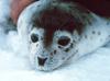 Spotted Seal (Phoca largha)