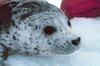 Spotted Seal (Phoca largha)