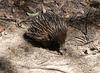 echidna in the sun 2