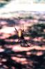 Golden Silk Spider (Nephila clavipes)