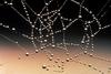 Spider Web Covered with Dew Drops