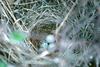 Blackbird eggs in nest (Icteridae)