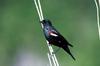 Tricolored Blackbird (Agelaius tricolor)