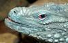 Grand Cayman Iguana (Cyclura nubila lewisi) 005