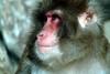일본원숭이 日本???子 Macaca fuscata (Japanese Macaque)