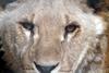 아프리카사자 Panthera leo (Young African Lion)