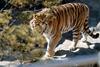 시베리아호랑이 Panthera tigris altaica (Siberian Tiger)
