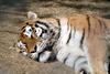 시베리아호랑이 Panthera tigris altaica (Siberian Tiger sleeping)