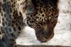 아무르표범 Panthera pardus orientalis (Amur Leopard)
