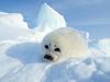 [Daily Photo CD03] Harp Seal Pup, Gulf of St. Lawrence, Canada