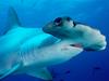 [Daily Photo CD03] Scalloped Hammerhead Shark