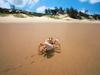 [Daily Photo CD03] Sidesteppin' Crab, Bazaruto, Mozambique