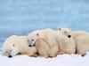 [Daily Photo CD03] Polar Bears, Slumber Party