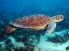 [Daily Photo CD03] Swimming Sea Turtle