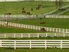 [Daily Photo CD03] Thoroughbred Horses, Lexington, Kentucky