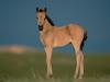 [Daily Photo CD03] Watchful Foal