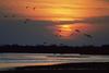 Crane flock in sunset (Gruidae)